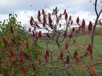 rhus typhina