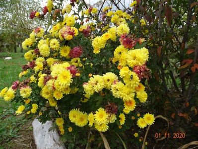 chrysanthemum Nantyderry Sunshine