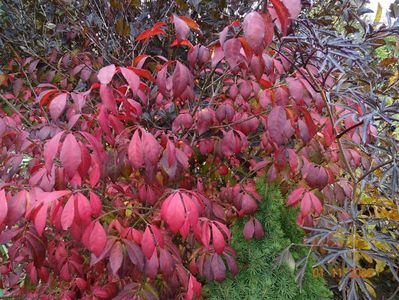 euonymus alatus Compactus