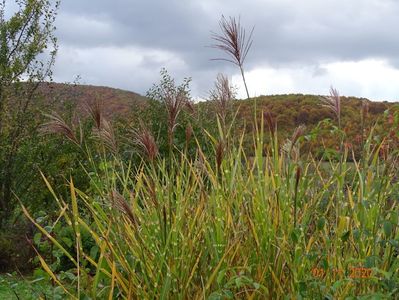 miscanthus sinensis Zebrinus