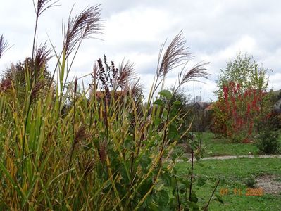 miscanthus sinensis Zebrinus