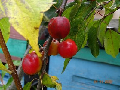 malus Cheal's Weeping