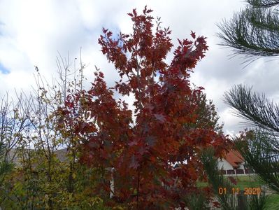 quercus rubra