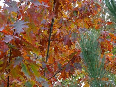 quercus rubra