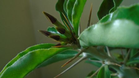 Pachypodium lealii ssp. saundersii, boboci