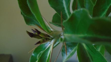 Pachypodium lealii ssp. saundersii, boboci