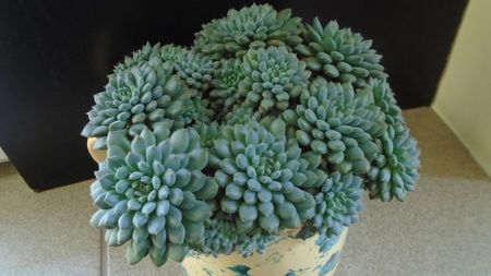 Echeveria setosa v. deminuta