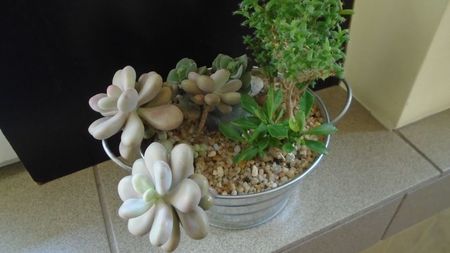 Grup de 4 suculente; Graptopetalum amethystinum
Monadenium guentheri
Trichodiadema bulbosum
Crassula cv. Morgan’s Beauty
