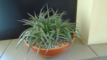 Dyckia