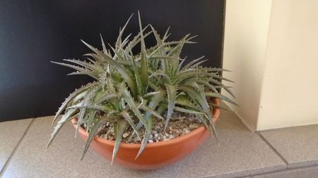 Dyckia