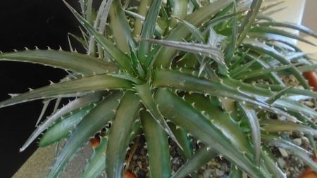 Dyckia