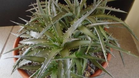 Dyckia