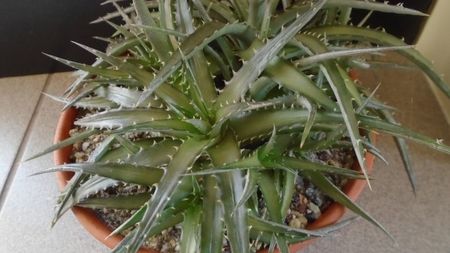 Dyckia