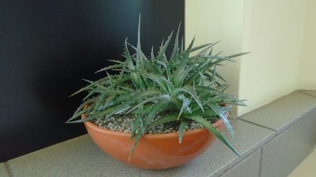 Dyckia