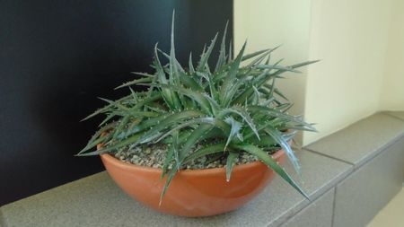 Dyckia