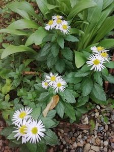 Aster ageratoides Asmo