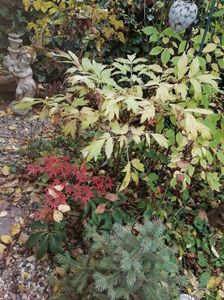 Acer Atropurpureum