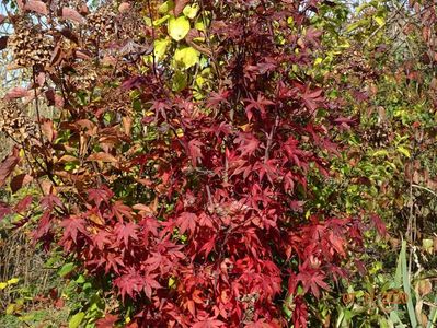 acer palmatum Trompenburg