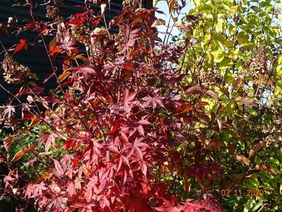 acer palmatum Trompenburg