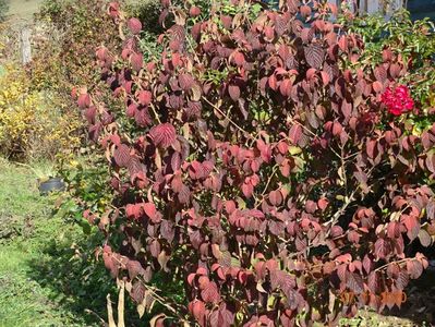 viburnum plicatum Popcorn