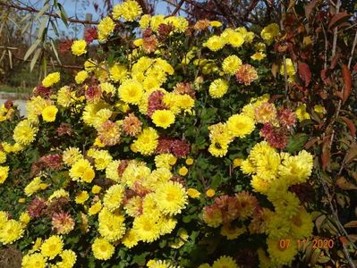 chrysanthemum Nantyderry Sunshine