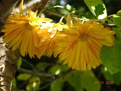 chrysanthemum Kleiner Bernstein