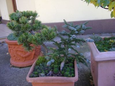 Abies pinsapo & Pinus Shizukagoten