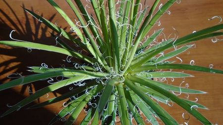 Agave x leopoldii (A. filifera and A. filifera ssp. schidigera)