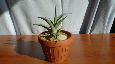 Agave sp.
