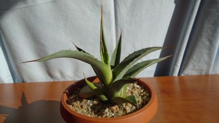 Agave sp.