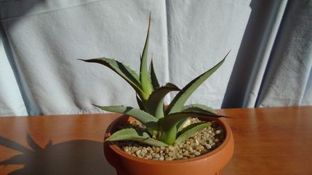 Agave sp.