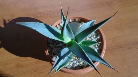 Agave sp.