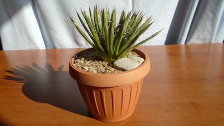Agave filifera ssp. schidigera