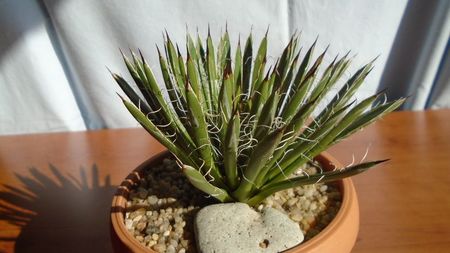 Agave filifera ssp. schidigera
