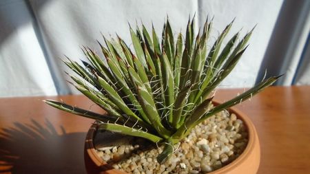 Agave filifera ssp. schidigera