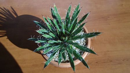 Agave filifera ssp. schidigera