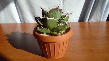 Agave titanota