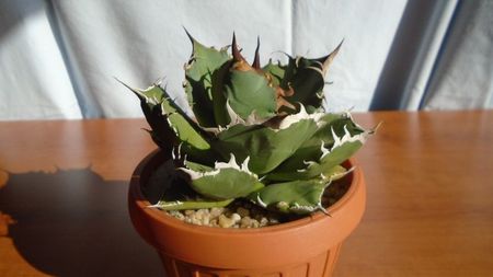 Agave titanota