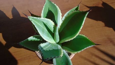 Agave mitis cv. Multicolor
