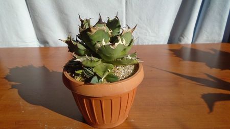 Agave titanota
