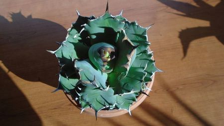 Agave titanota