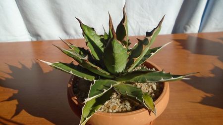 Agave xylonacantha