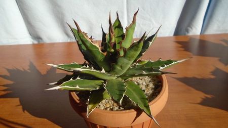 Agave xylonacantha
