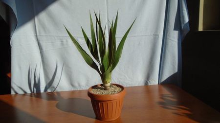 Dracaena draco (Insulele Canare)