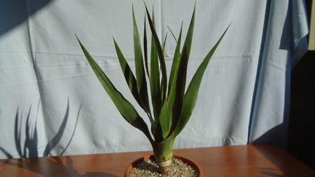 Dracaena draco (Insulele Canare)