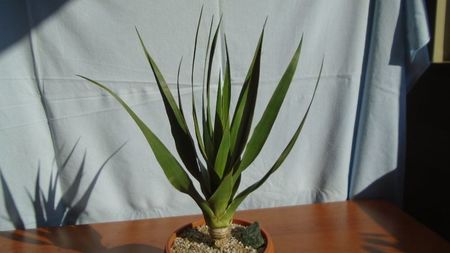 Dracaena draco (Insulele Canare)