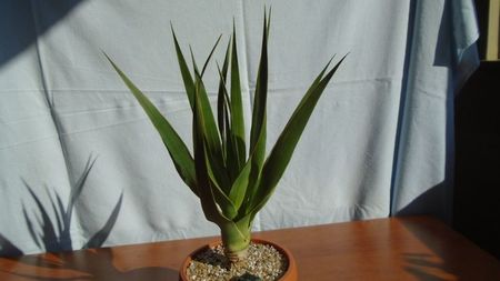 Dracaena draco (Insulele Canare)