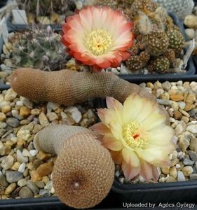 Lobivia bonnieae (Echinopsis bonnieae)