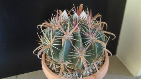 Ferocactus latispinus