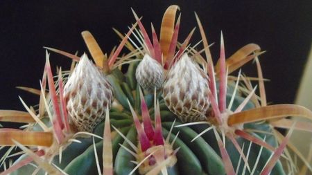 Ferocactus latispinus